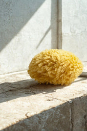 Large Natural Bath Sea Sponge