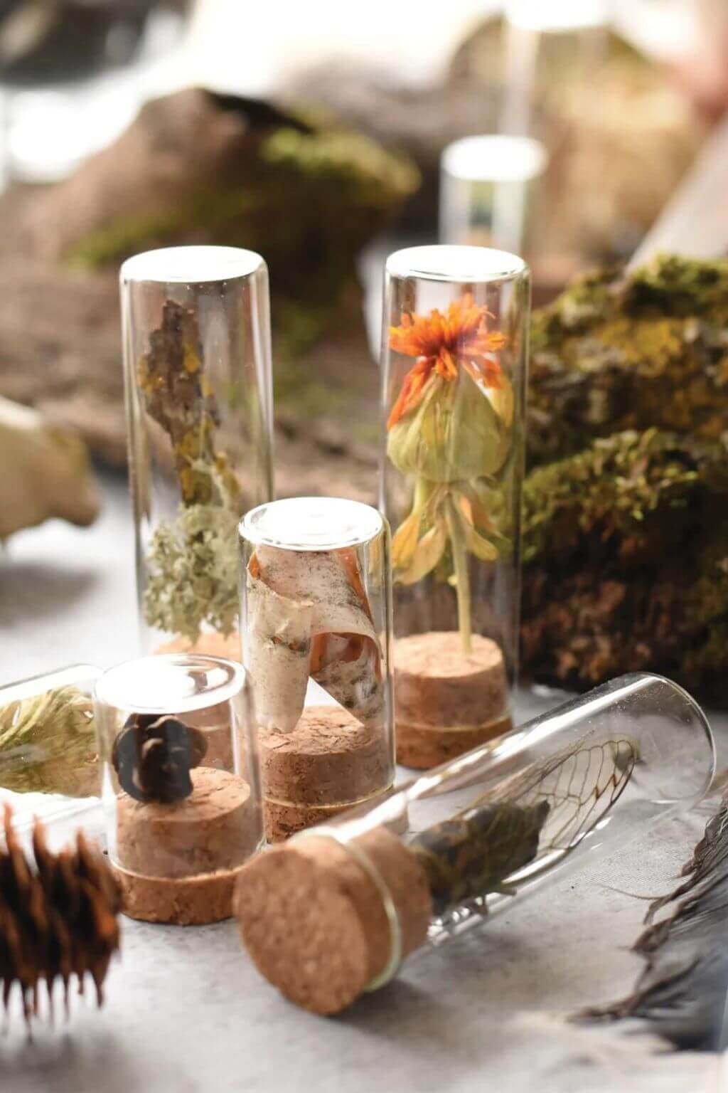 Nature Specimen Collecting Kit