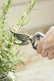 Hand using garden shears to trim a rosemary plant with a blurred background