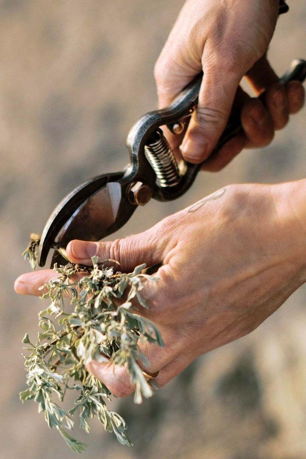 Hand using a pair of garden shears to trim a branch with a blurred natural background