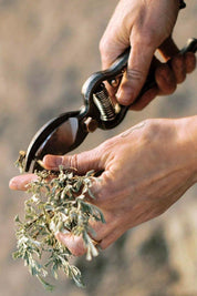 Hand using a pair of garden shears to trim a branch with a blurred natural background