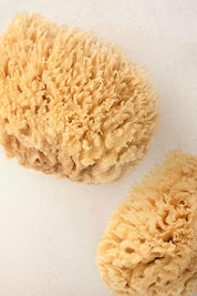 Two natural sea sponges with soft porous texture