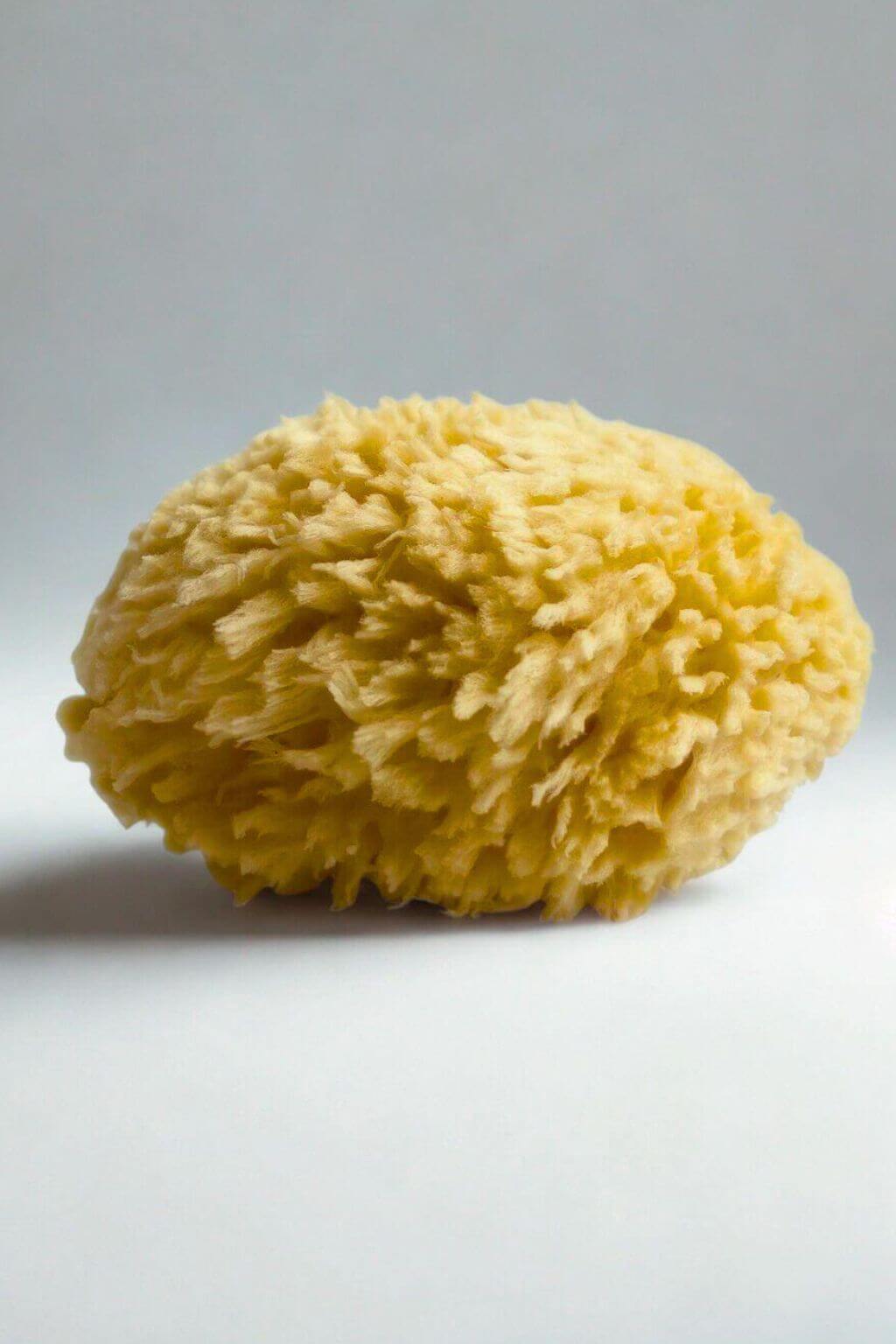 Natural Sea Sponge