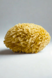 Natural Sea Sponge