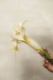 Artistic shot of pale flower dripping with golden body oil.