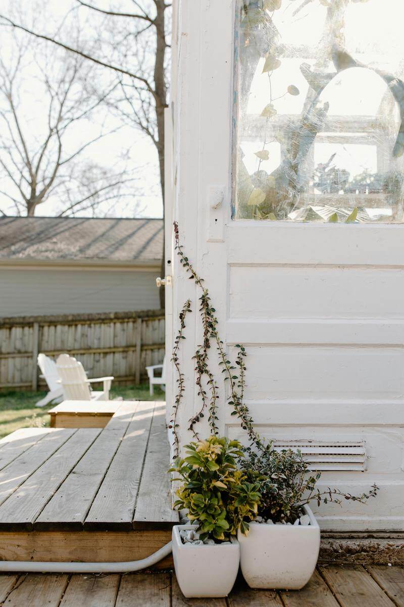 spring vines climbing up the door of a greenhouse