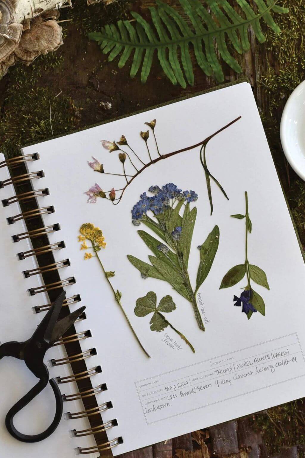 Dandelion Herbarium Botanical Specimen Collecting Journal