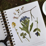 Dandelion Herbarium Botanical Specimen Collecting Journal