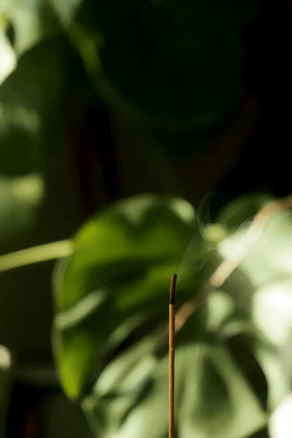 Close-up of a incense stick against a blurred green leafy background