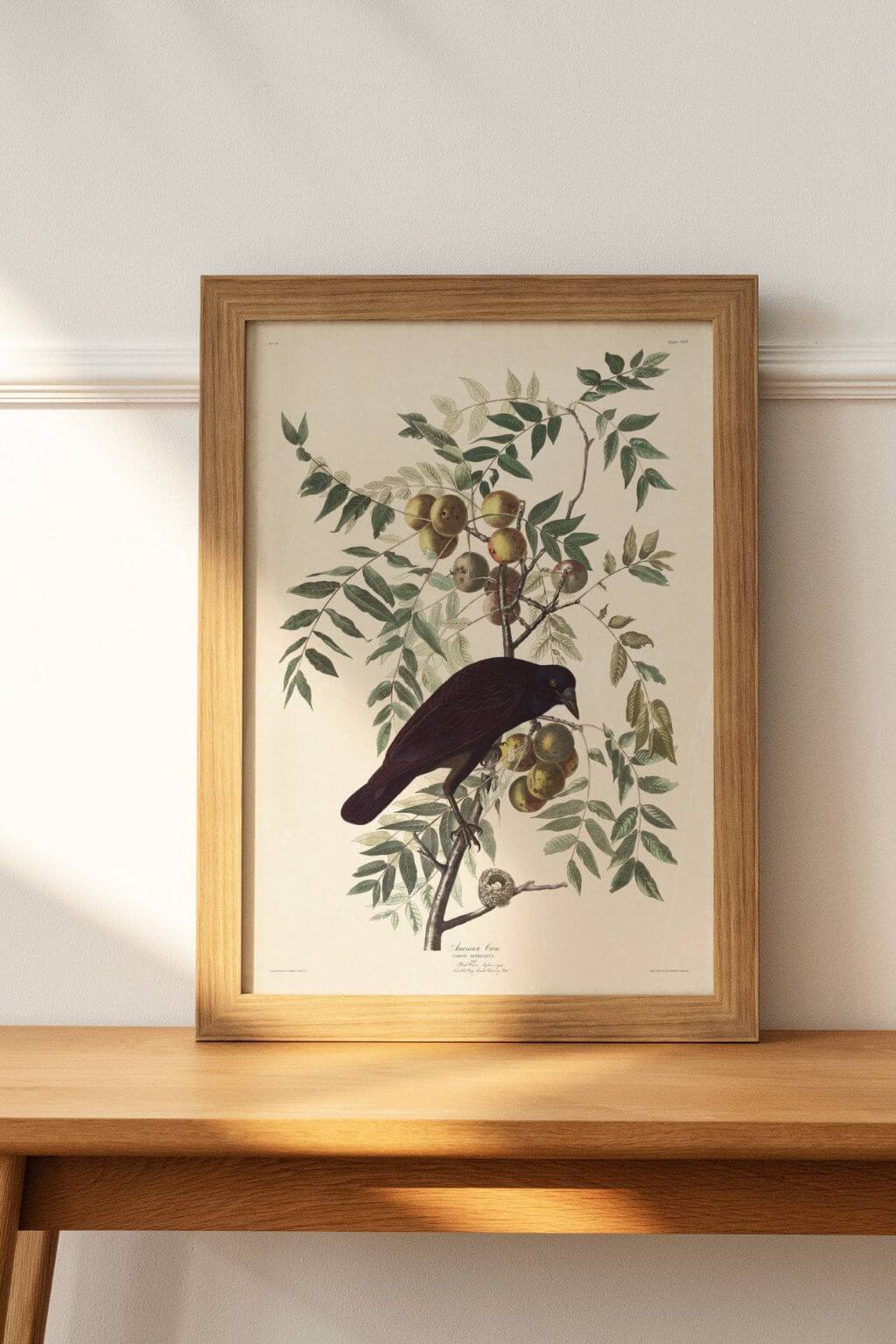 Audubon American Crow Art Print