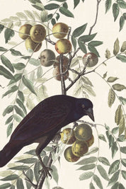 Audubon American Crow Art Print