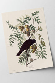 Audubon American Crow Art Print