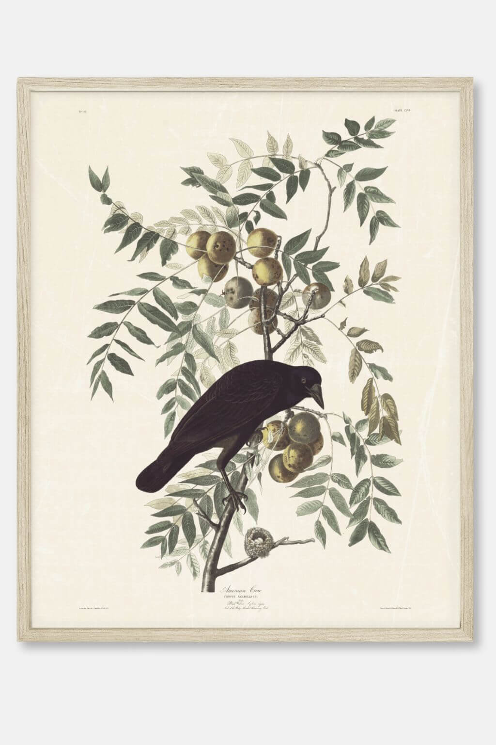 knot-soul-audubon-american-crow-art-print-4.jpg