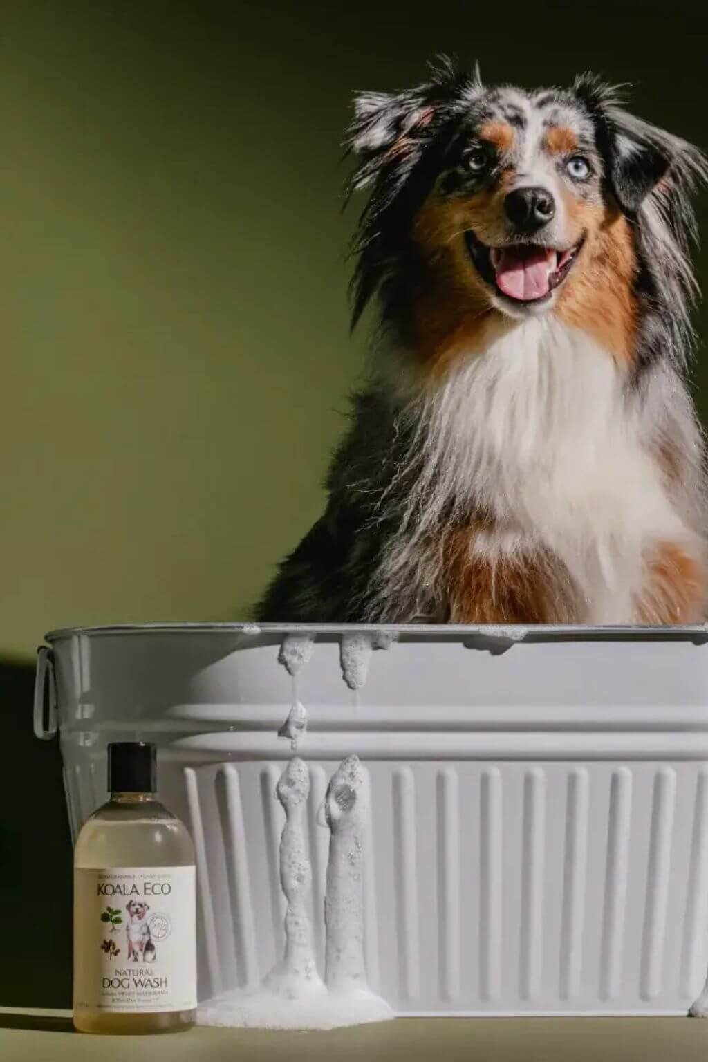 Dog sitting in a metal tub with a bottle of Koala Eco Natural Dog Wash next to it on a green background