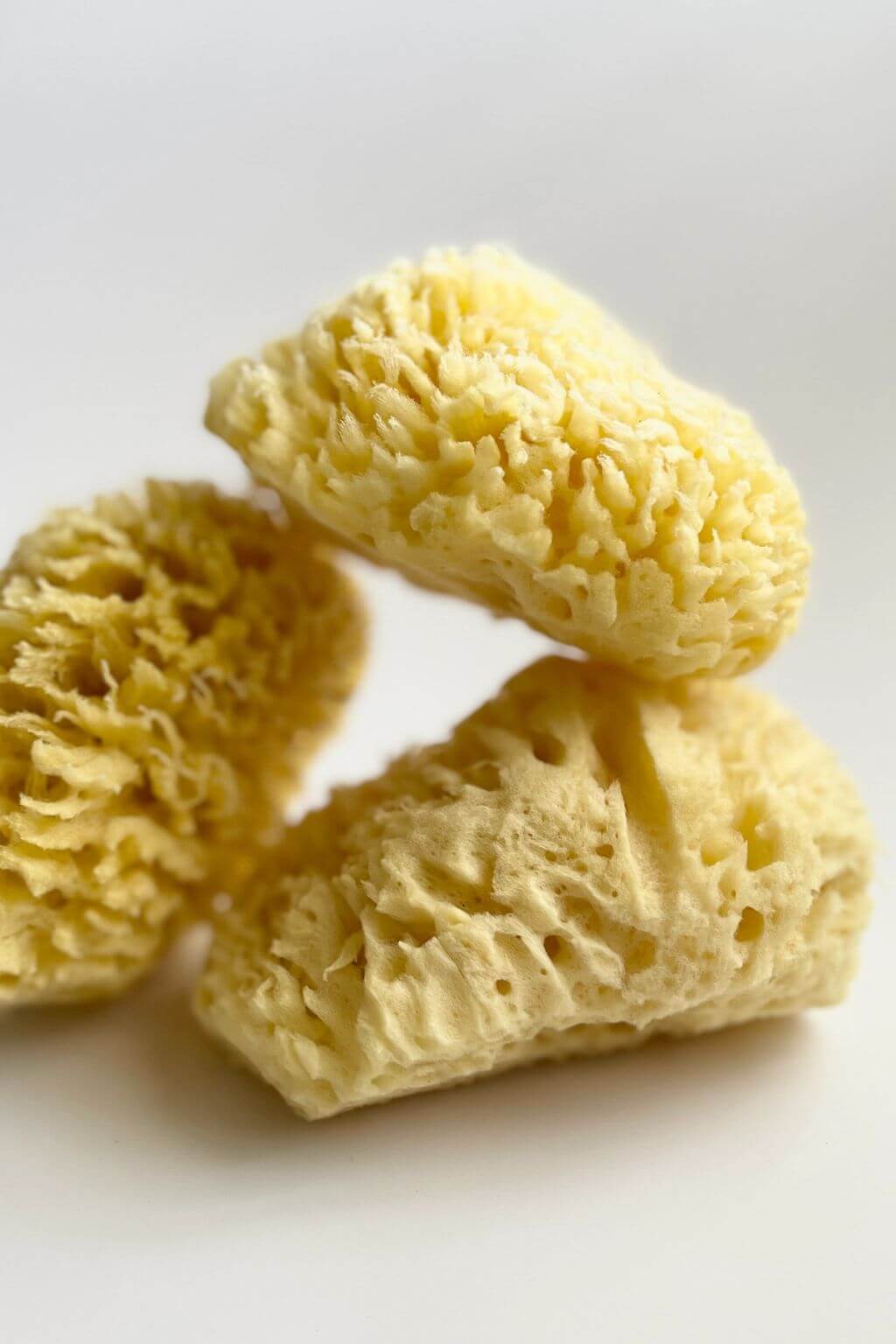 Large Natural Bath Sea Sponge
