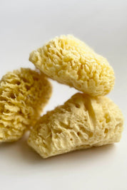 Large Natural Bath Sea Sponge