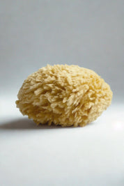 Large Natural Bath Sea Sponge